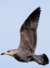 2cy argentatus in February, ringed in Norway. (75189 bytes)